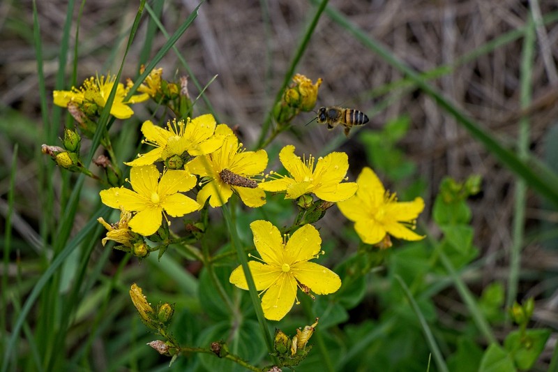Hypericum aethiopicum subsp. aethiopicum