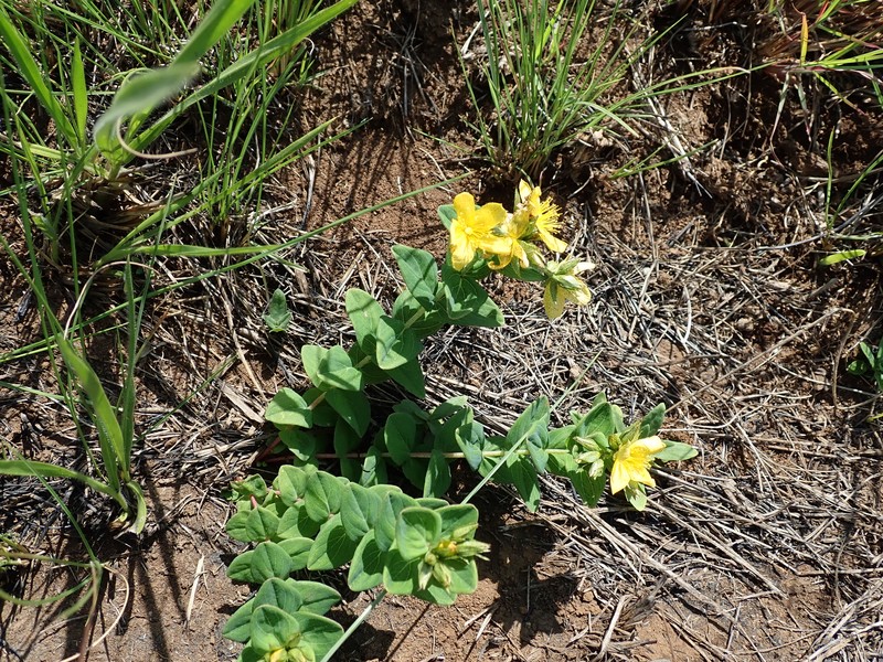 Hypericum aethiopicum subsp. aethiopicum photo 2