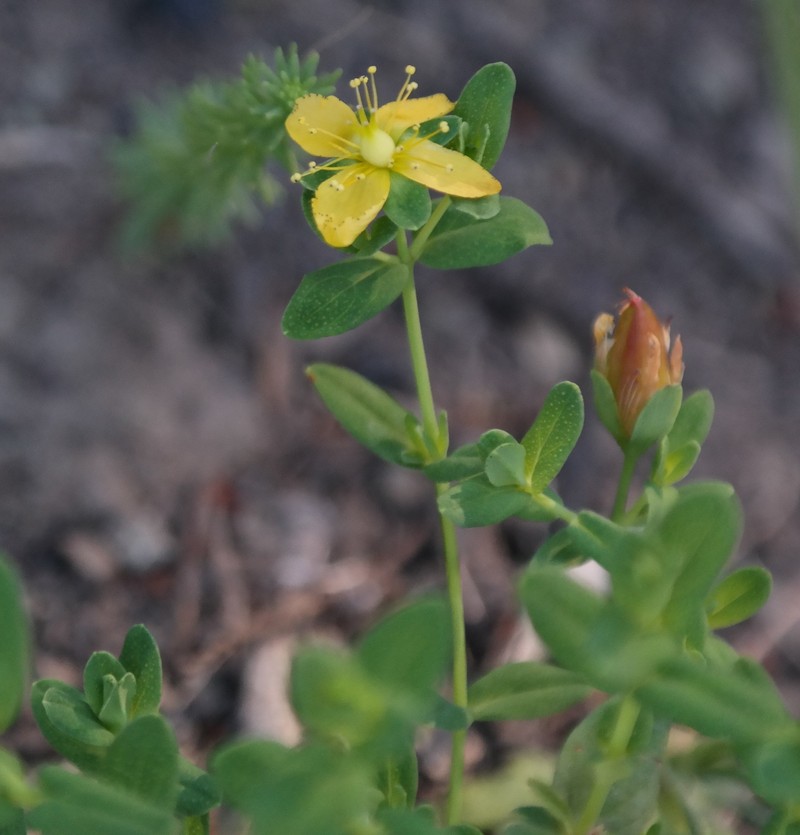 Hypericum aethiopicum subsp. aethiopicum photo 3
