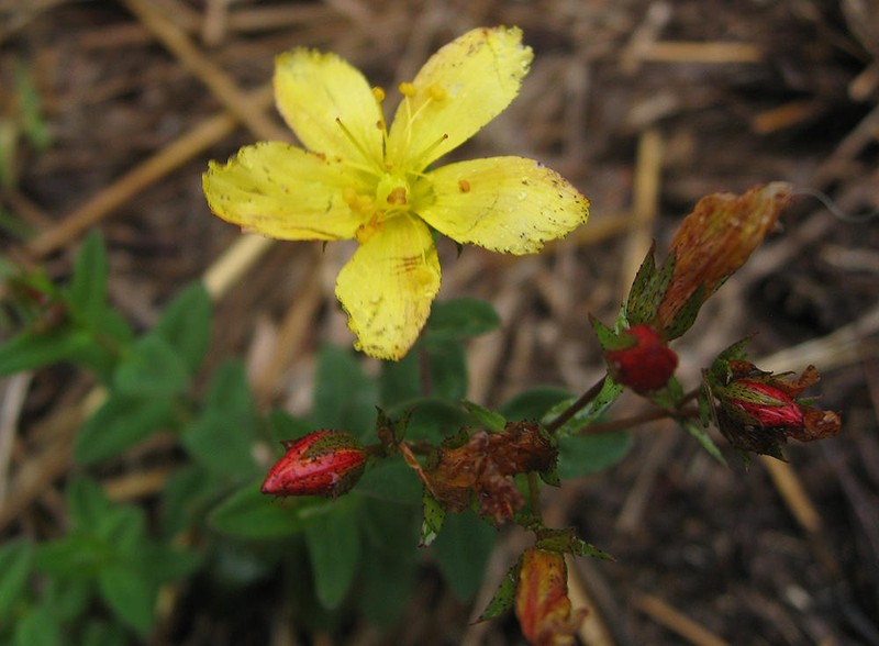 Hypericum aethiopicum subsp. aethiopicum photo 4