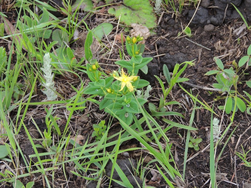 Hypericum aethiopicum subsp. aethiopicum photo 5
