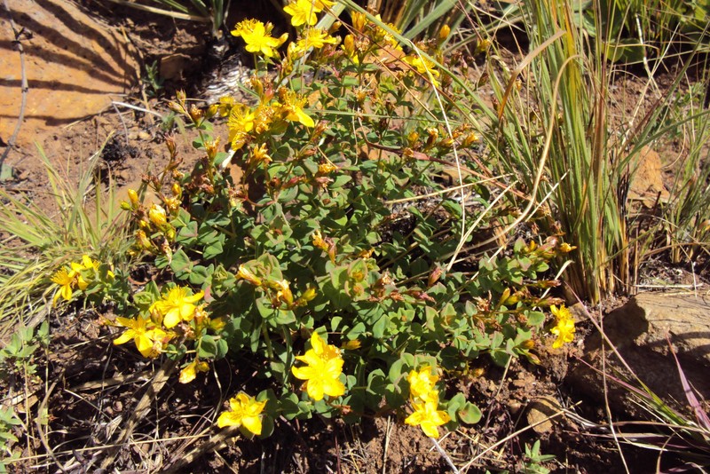 Hypericum aethiopicum subsp. aethiopicum photo 6