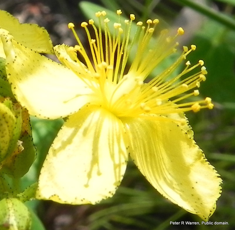 Hypericum aethiopicum subsp. aethiopicum photo 7