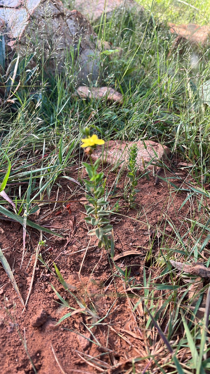 Hypericum aethiopicum subsp. sonderi