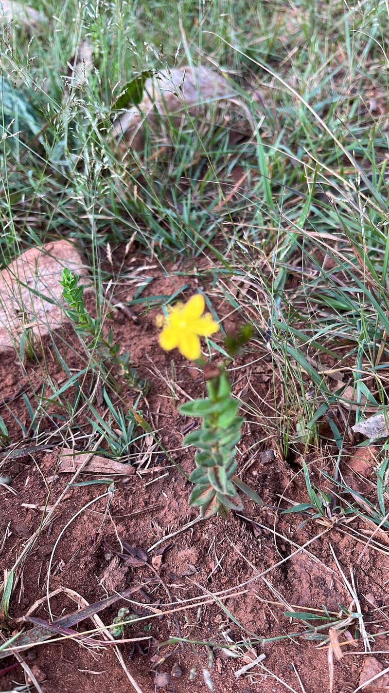 Hypericum aethiopicum subsp. sonderi photo 2