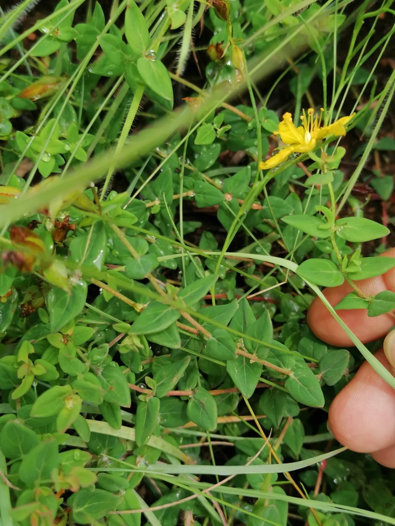 Hypericum aethiopicum subsp. sonderi photo 3