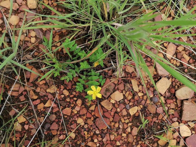 Hypericum aethiopicum subsp. sonderi photo 4