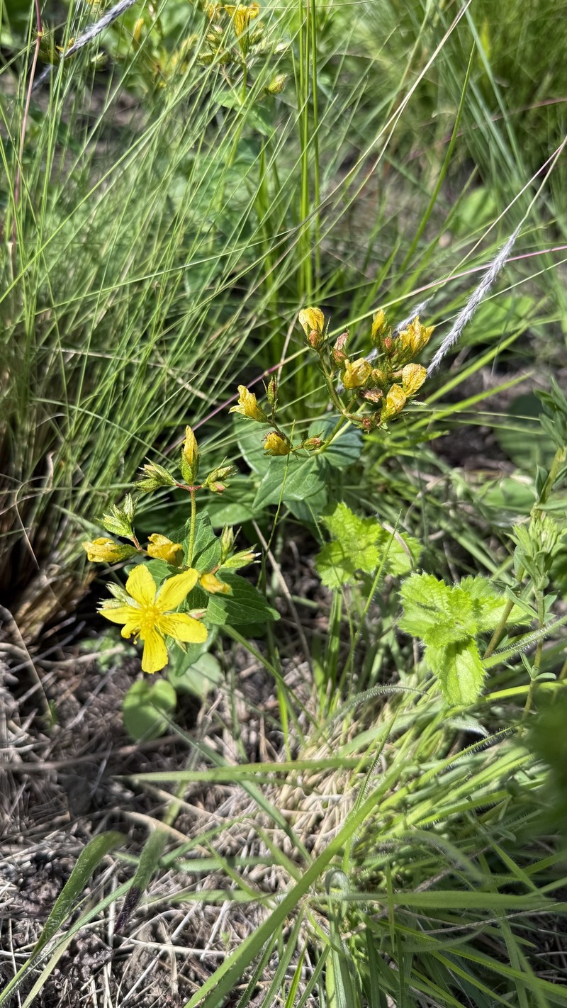 Hypericum aethiopicum subsp. sonderi photo 5