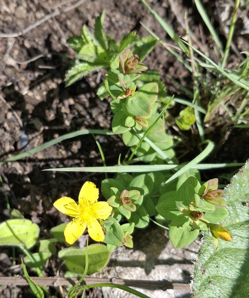 Hypericum aethiopicum subsp. sonderi photo 6