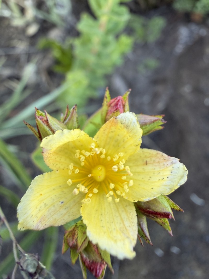 Hypericum aethiopicum subsp. sonderi photo 7