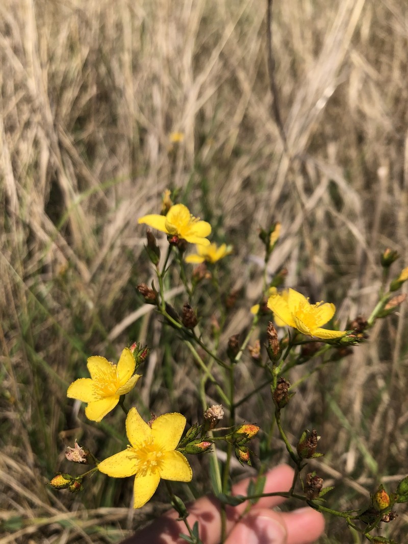 Hypericum aethiopicum subsp. sonderi photo 8