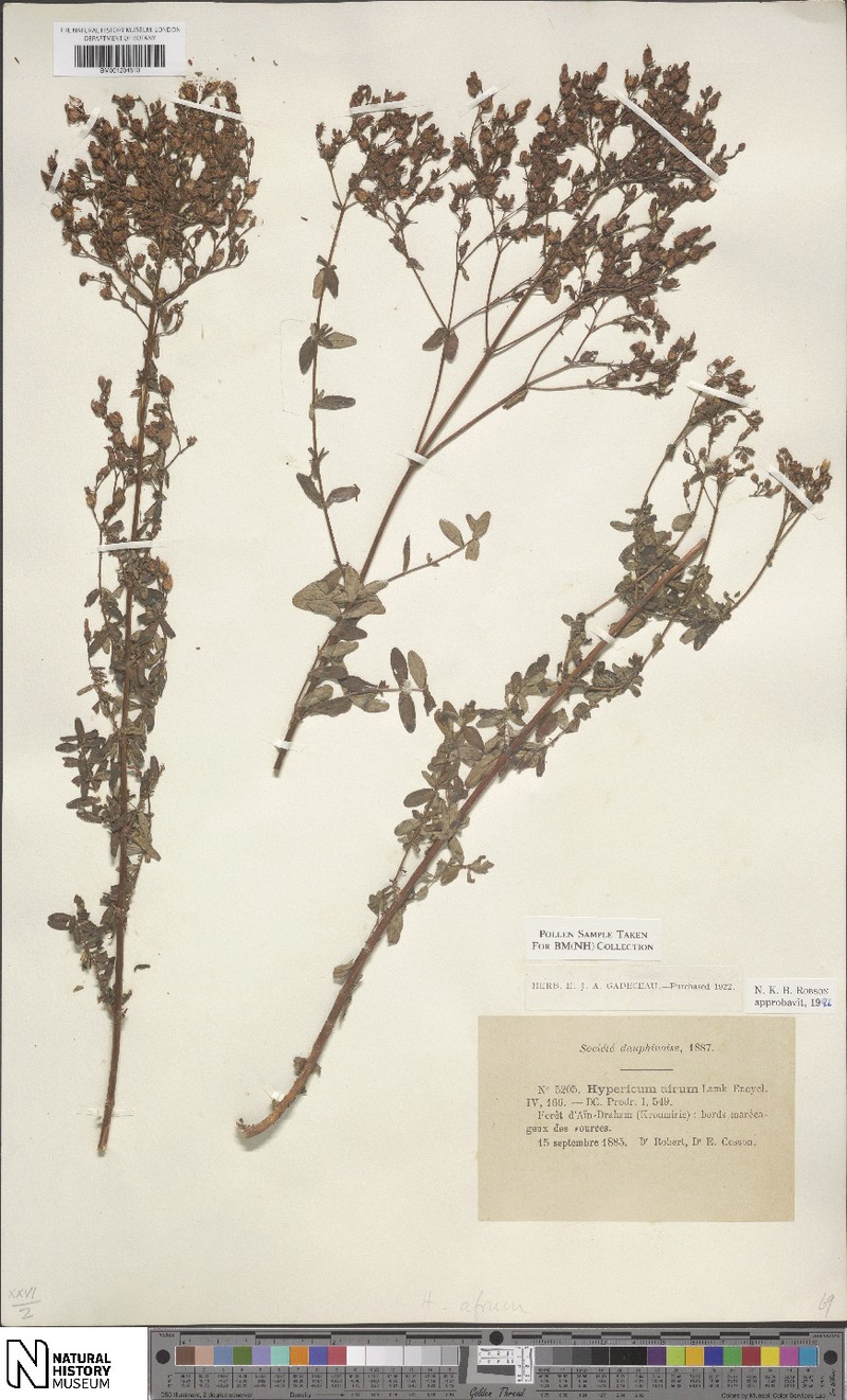 Hypericum afrum