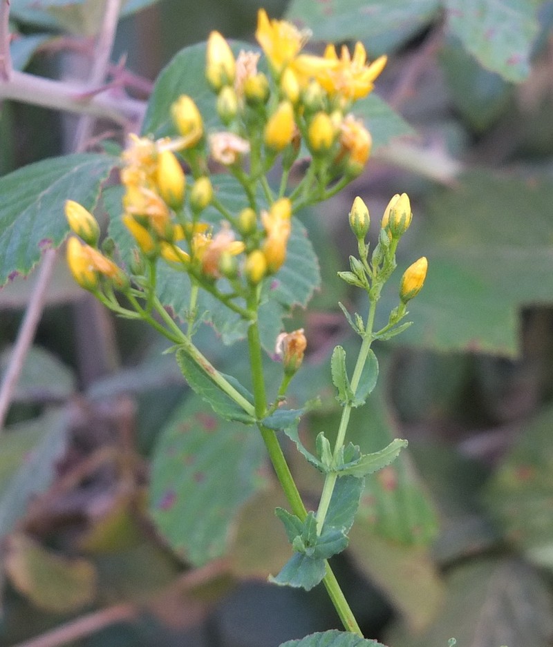 Hypericum afrum photo 2