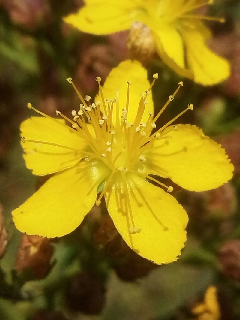 Hypericum afrum photo 3