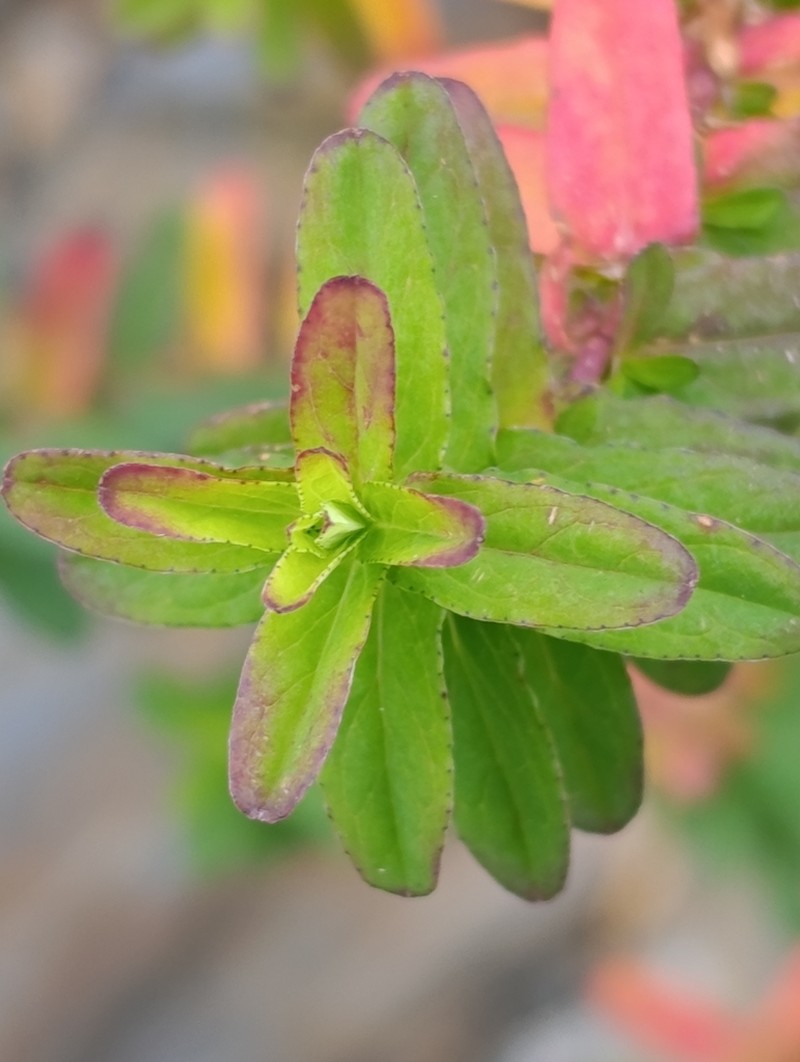 Hypericum afrum photo 4
