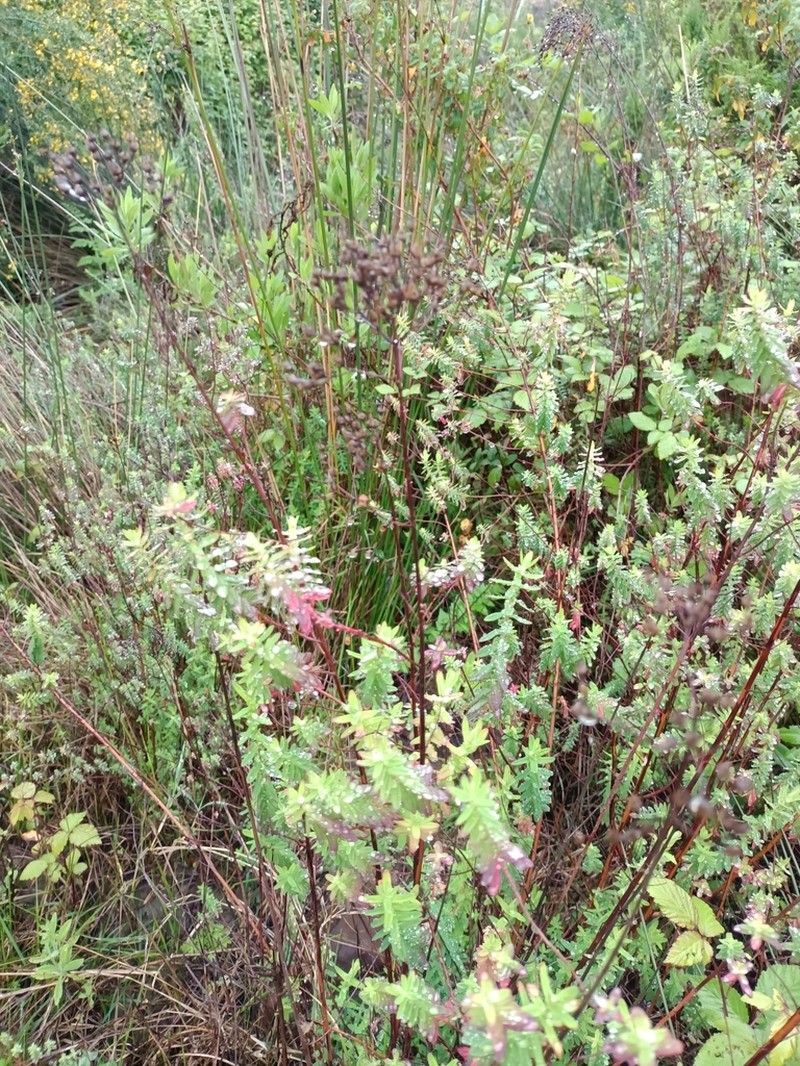 Hypericum afrum photo 5