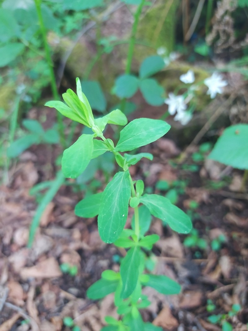 Hypericum afrum photo 6