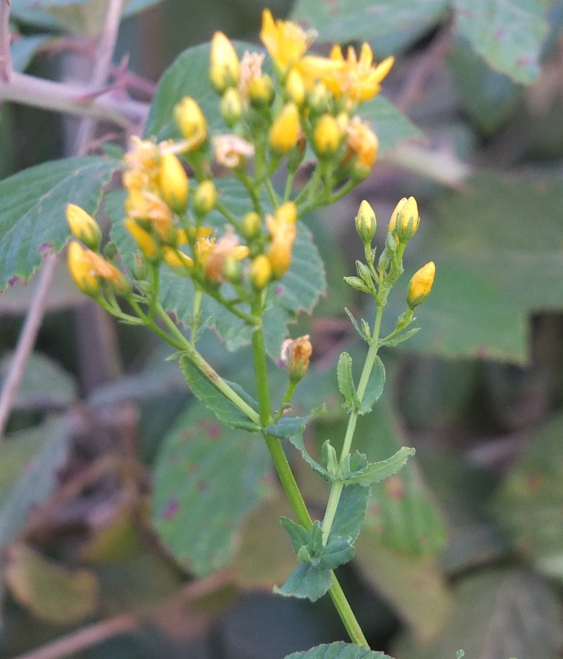Hypericum afrum photo 7