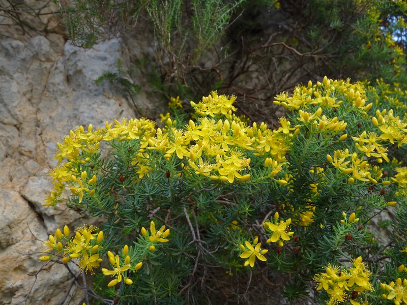 Hypericum amblycalyx