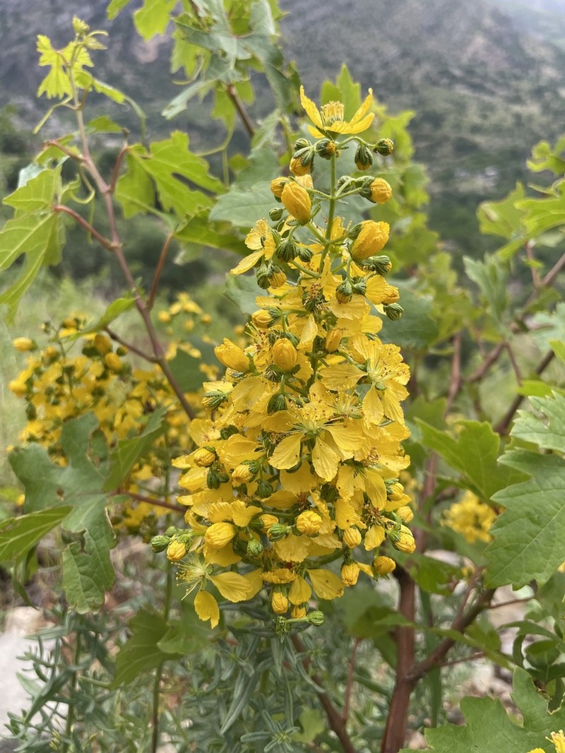 Hypericum amblysepalum photo 2