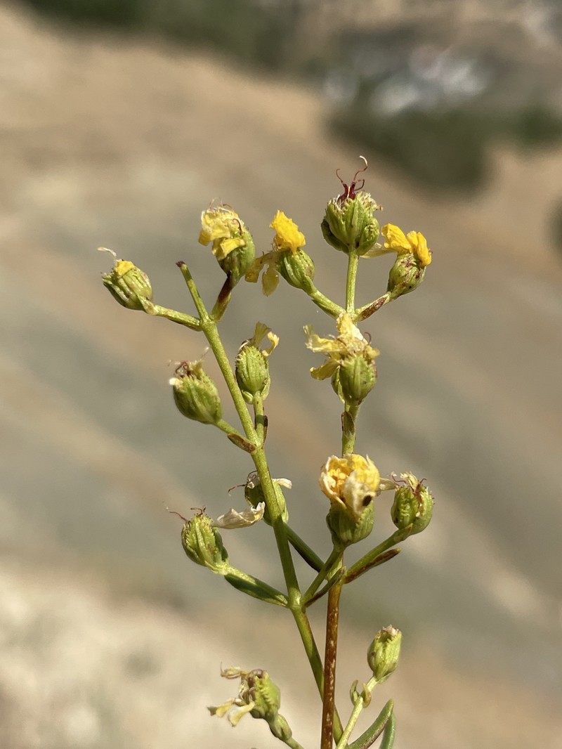 Hypericum amblysepalum photo 3