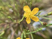 Hypericum andinum