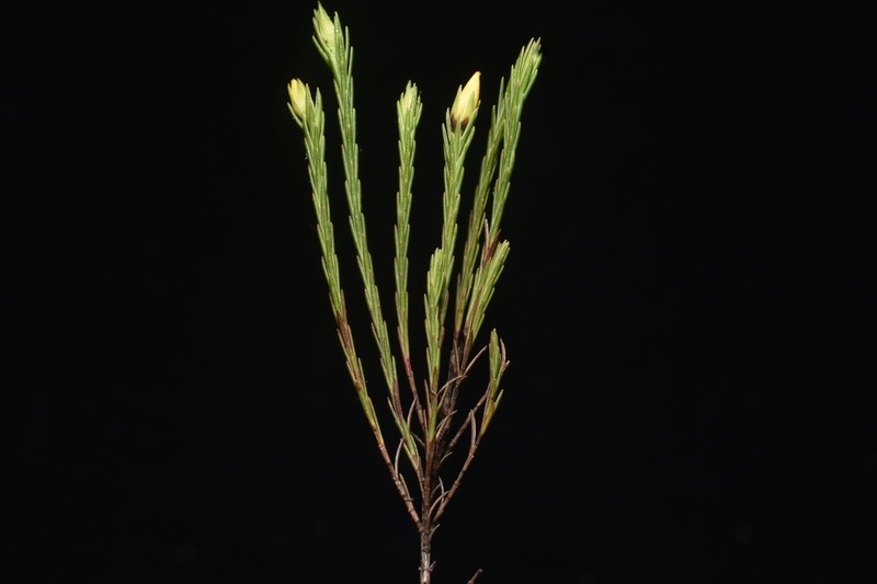 Hypericum andinum photo 2