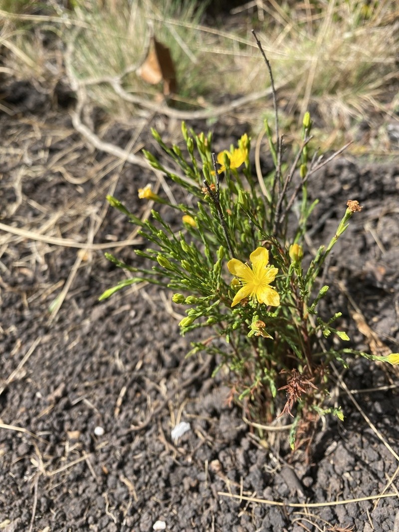 Hypericum andinum photo 3