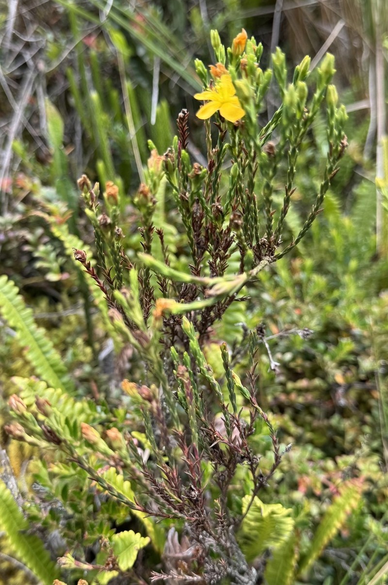 Hypericum andinum photo 4