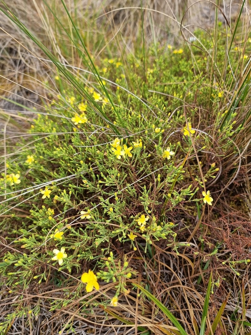 Hypericum andinum photo 5