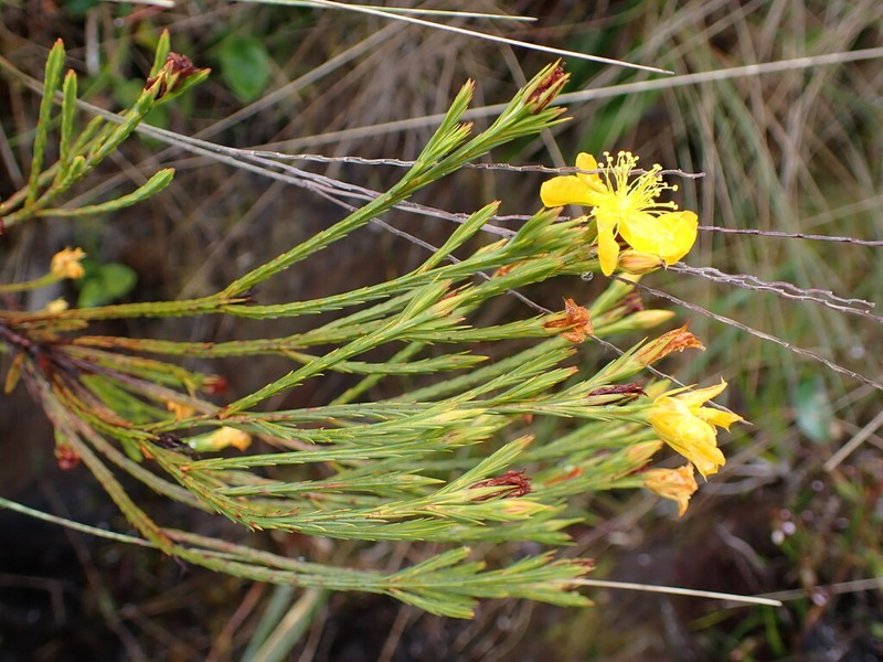 Hypericum andinum photo 6
