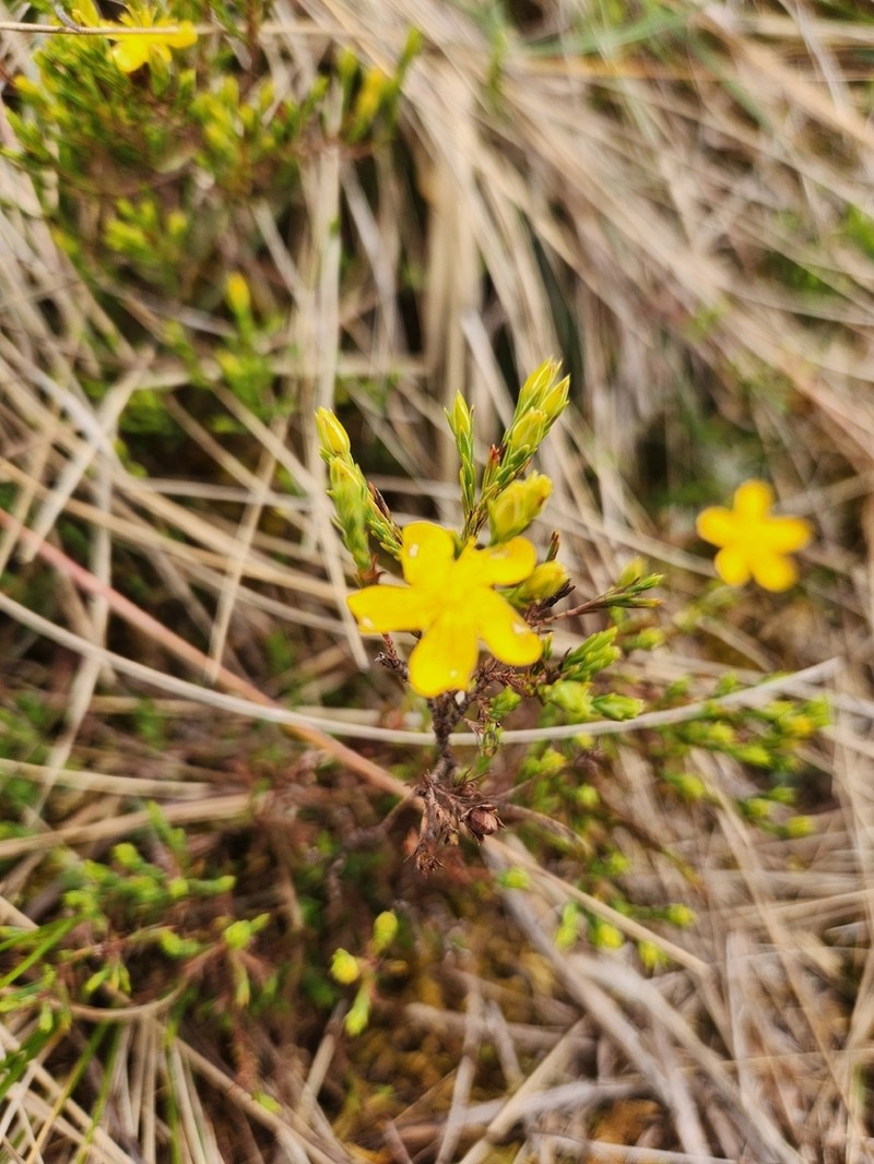 Hypericum andinum photo 7