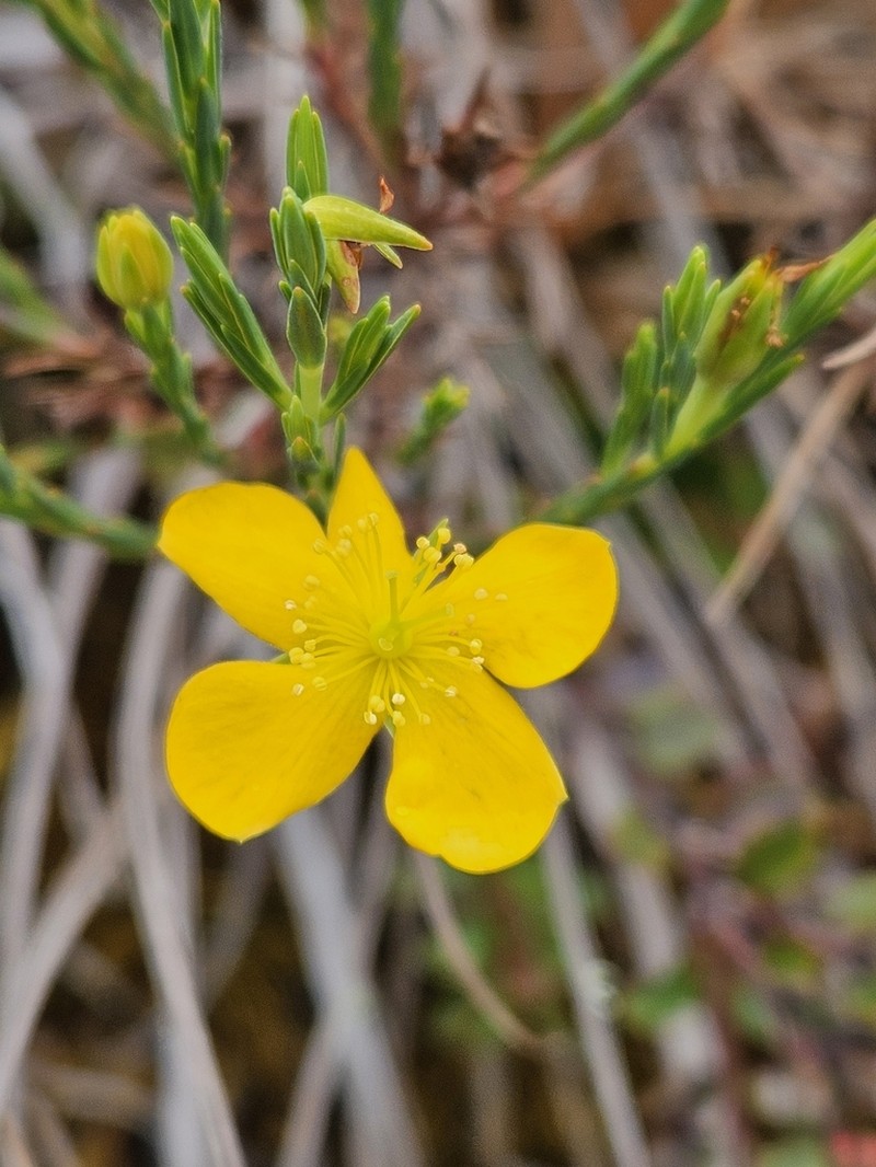 Hypericum andinum photo 8