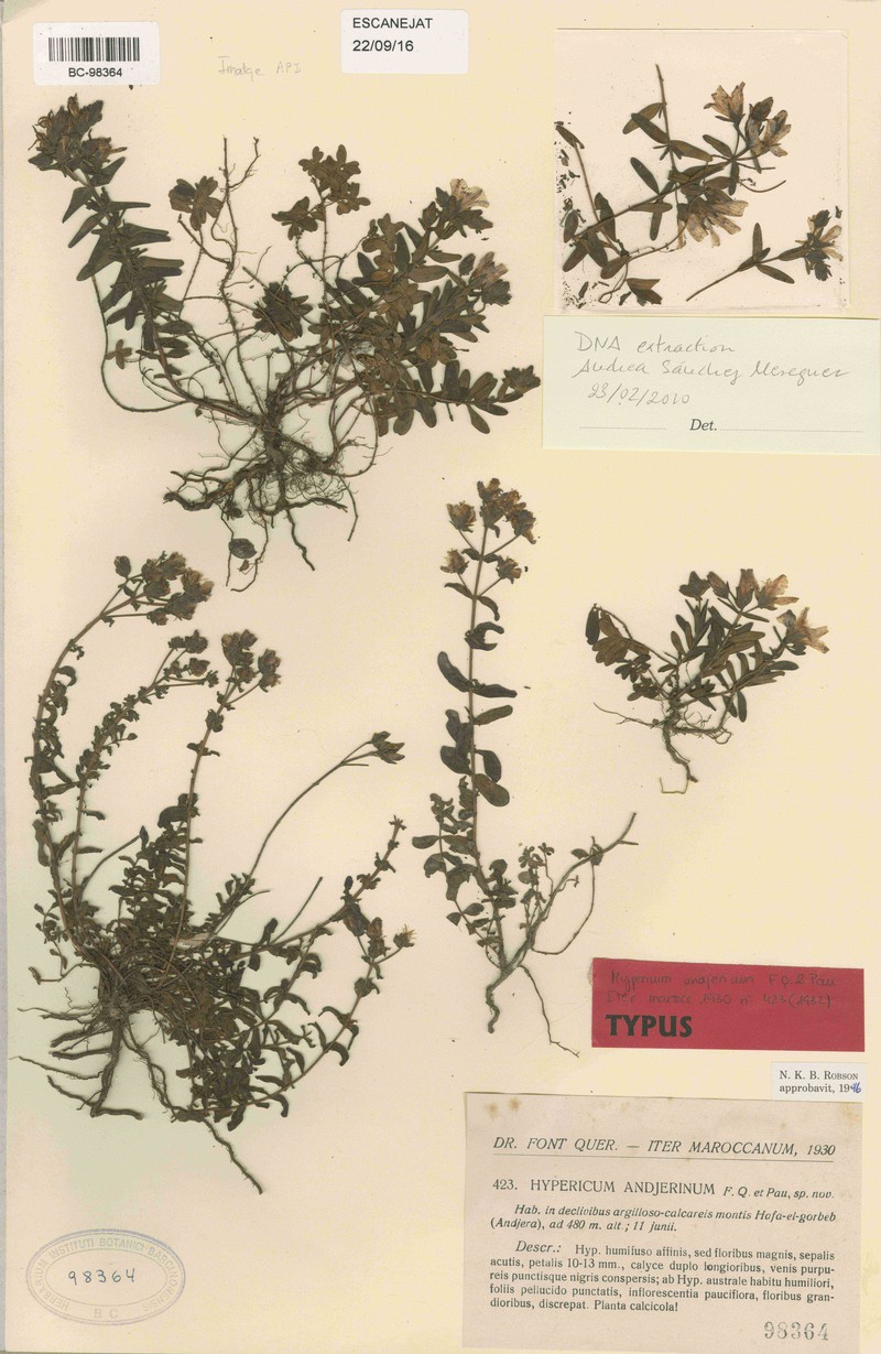 Hypericum andjerinum