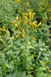 Hypericum annulatum