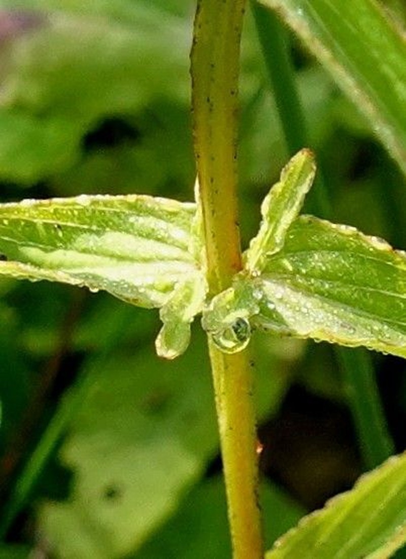Hypericum annulatum photo 2