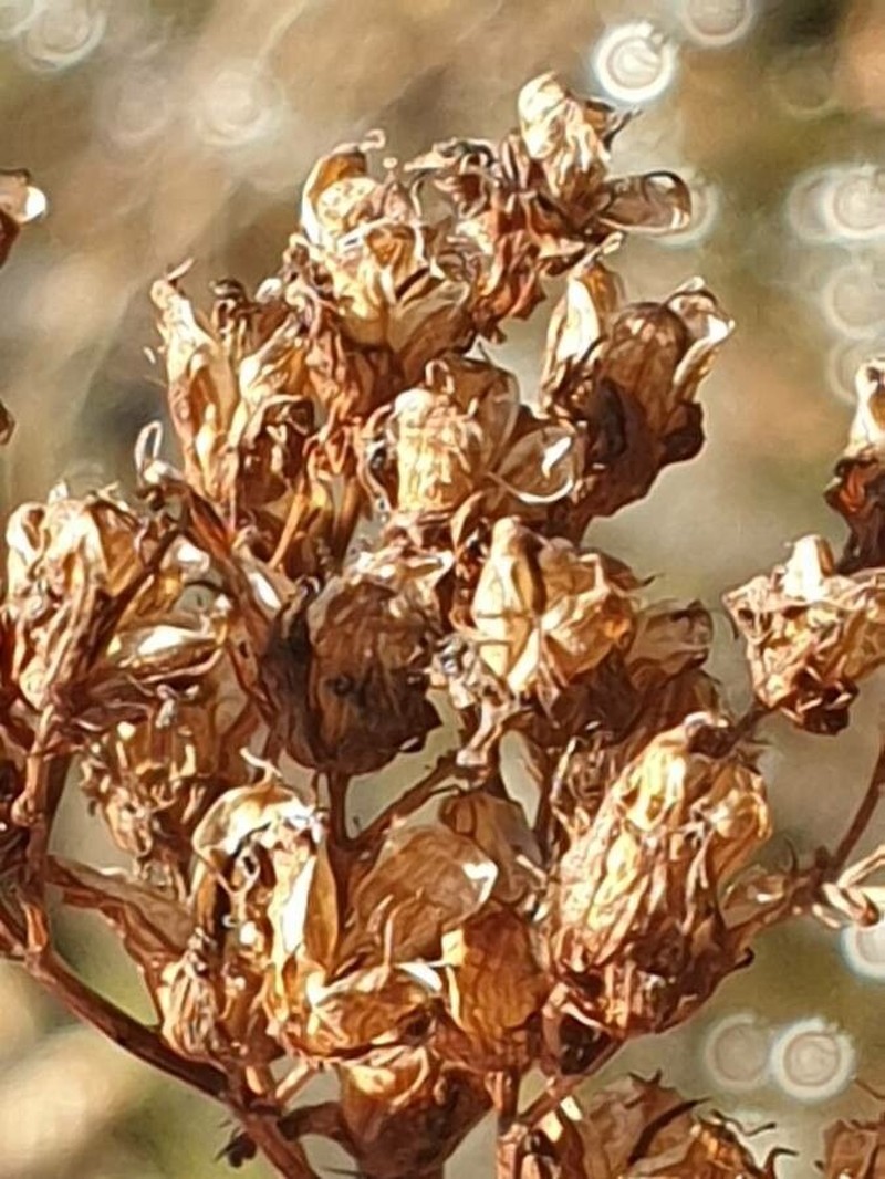 Hypericum annulatum photo 4