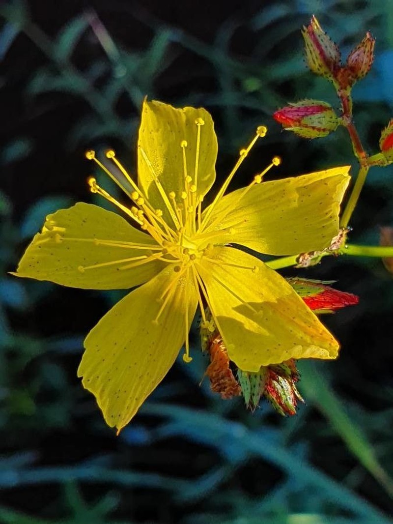 Hypericum annulatum photo 5
