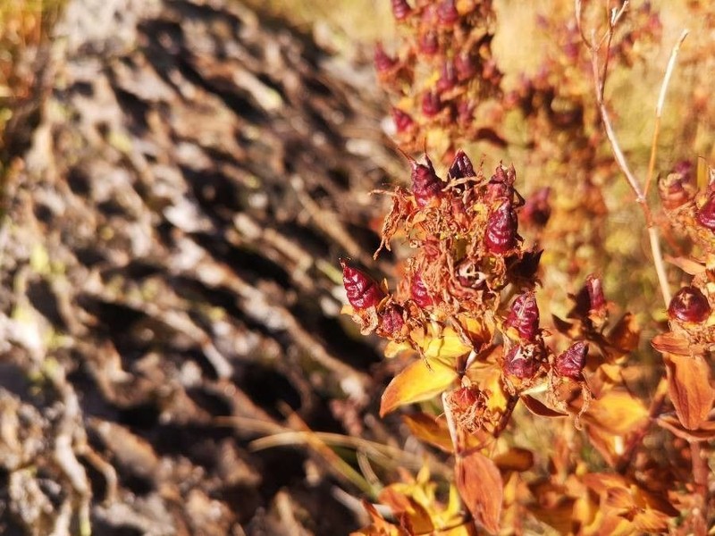 Hypericum annulatum photo 6