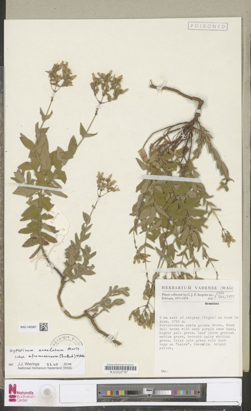 Hypericum annulatum subsp. afromontanum