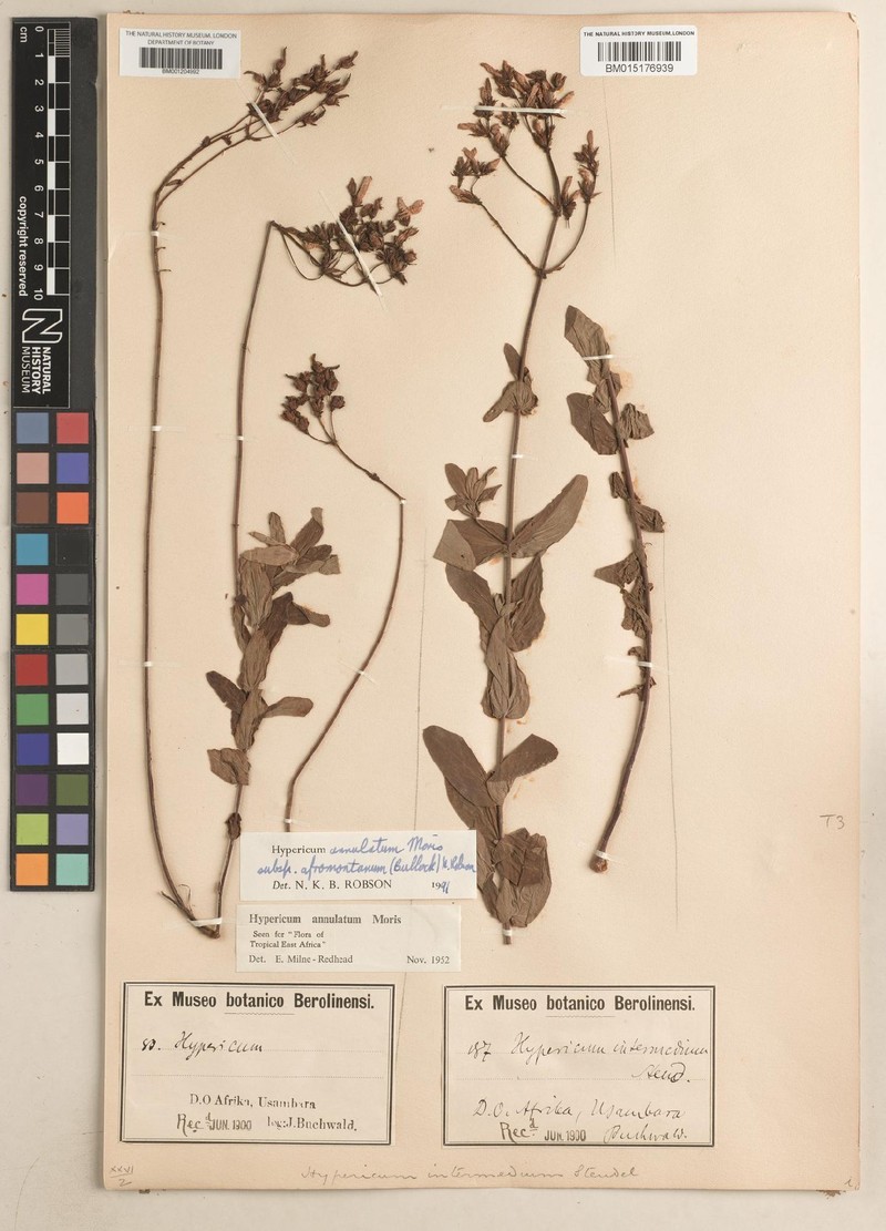 Hypericum annulatum subsp. afromontanum photo 2