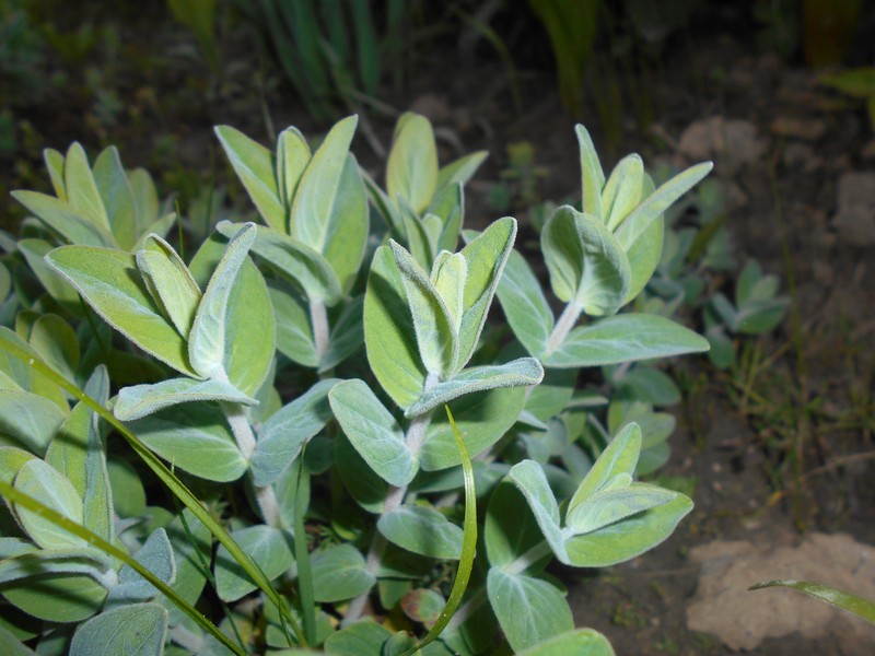Hypericum annulatum subsp. annulatum