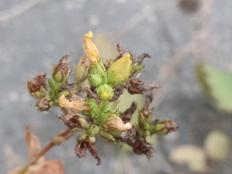 Hypericum annulatum subsp. annulatum photo 2