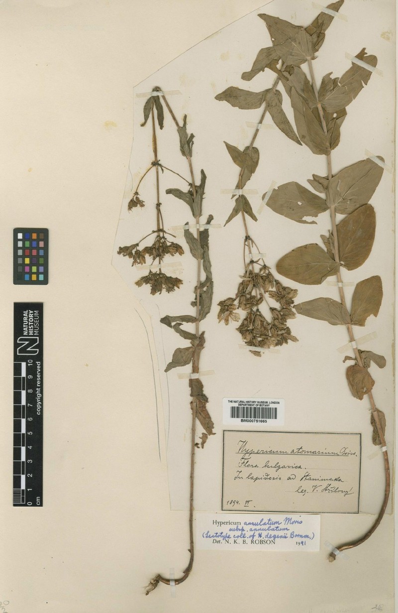 Hypericum annulatum subsp. annulatum photo 3