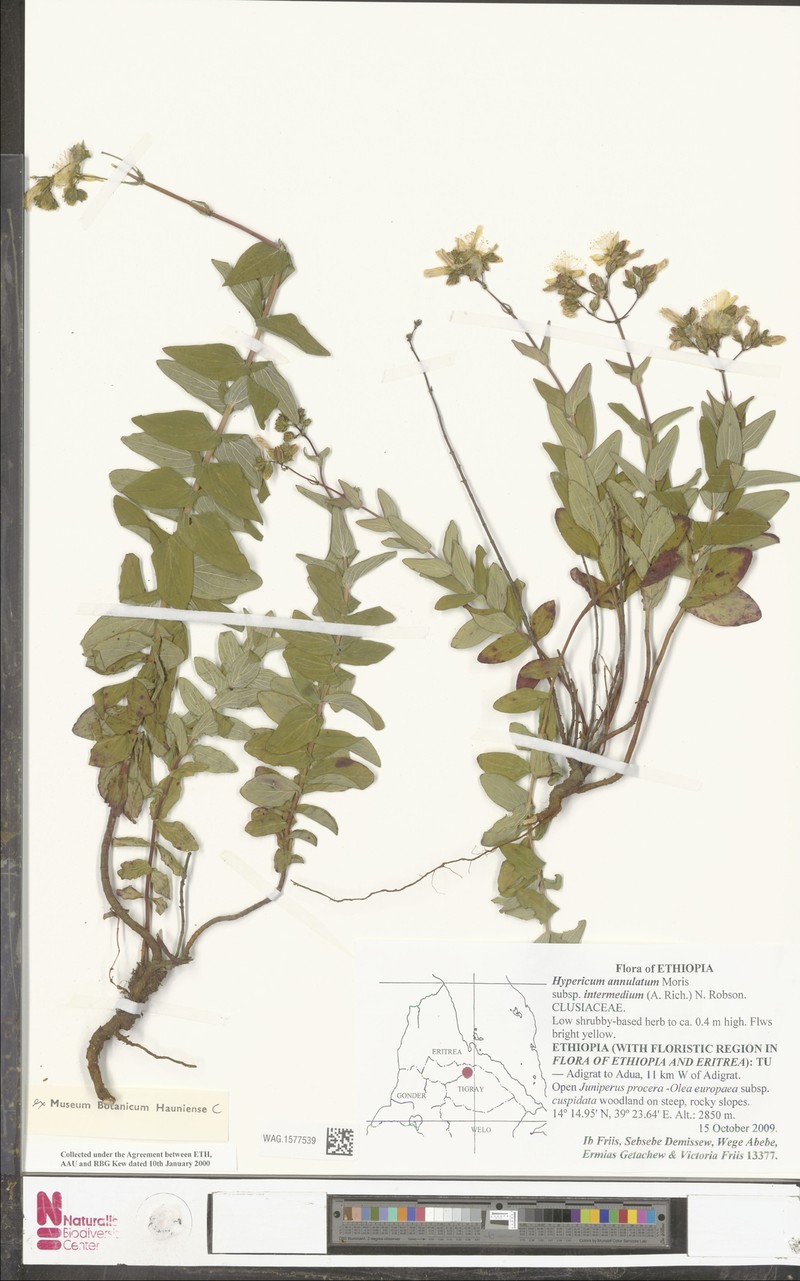 Hypericum annulatum subsp. intermedium