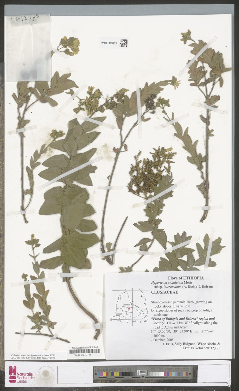 Hypericum annulatum subsp. intermedium photo 2