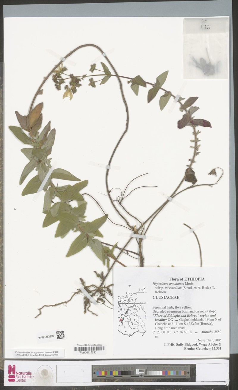 Hypericum annulatum subsp. intermedium photo 3
