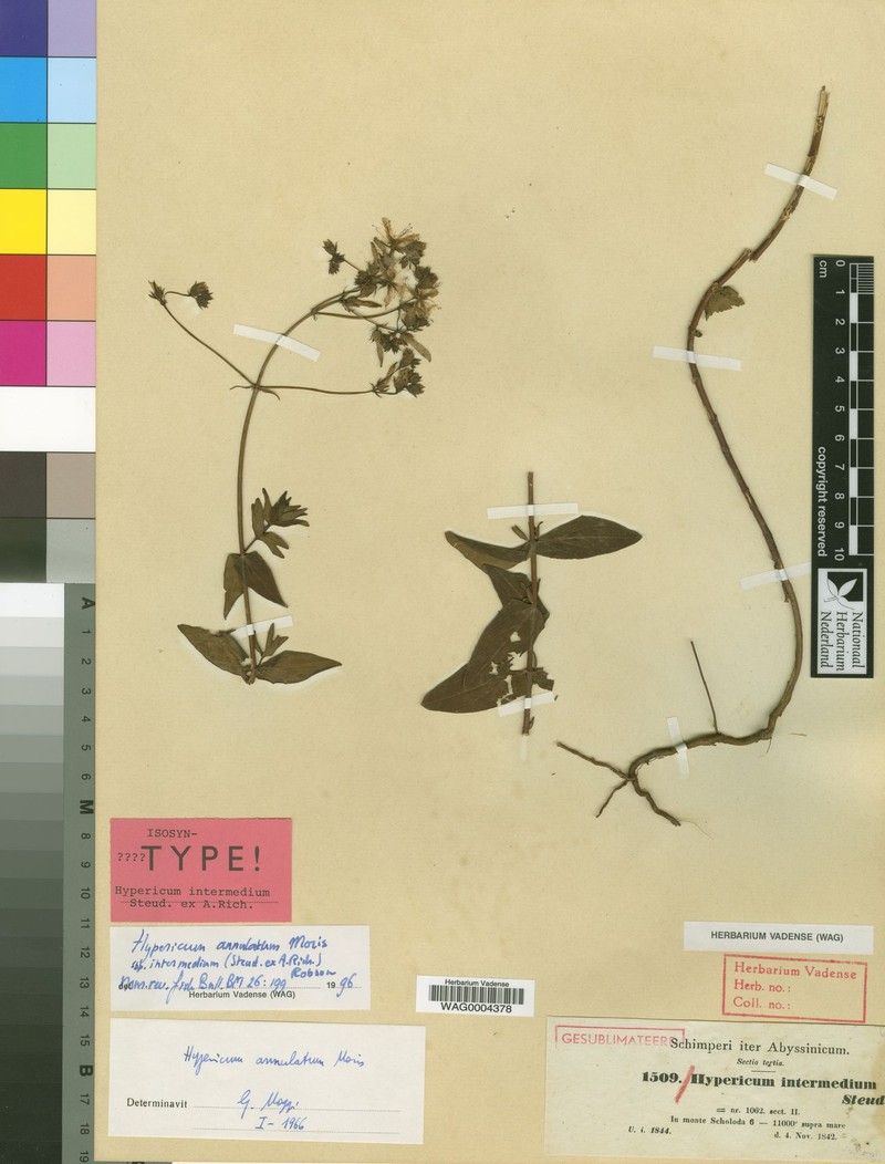 Hypericum annulatum subsp. intermedium photo 4