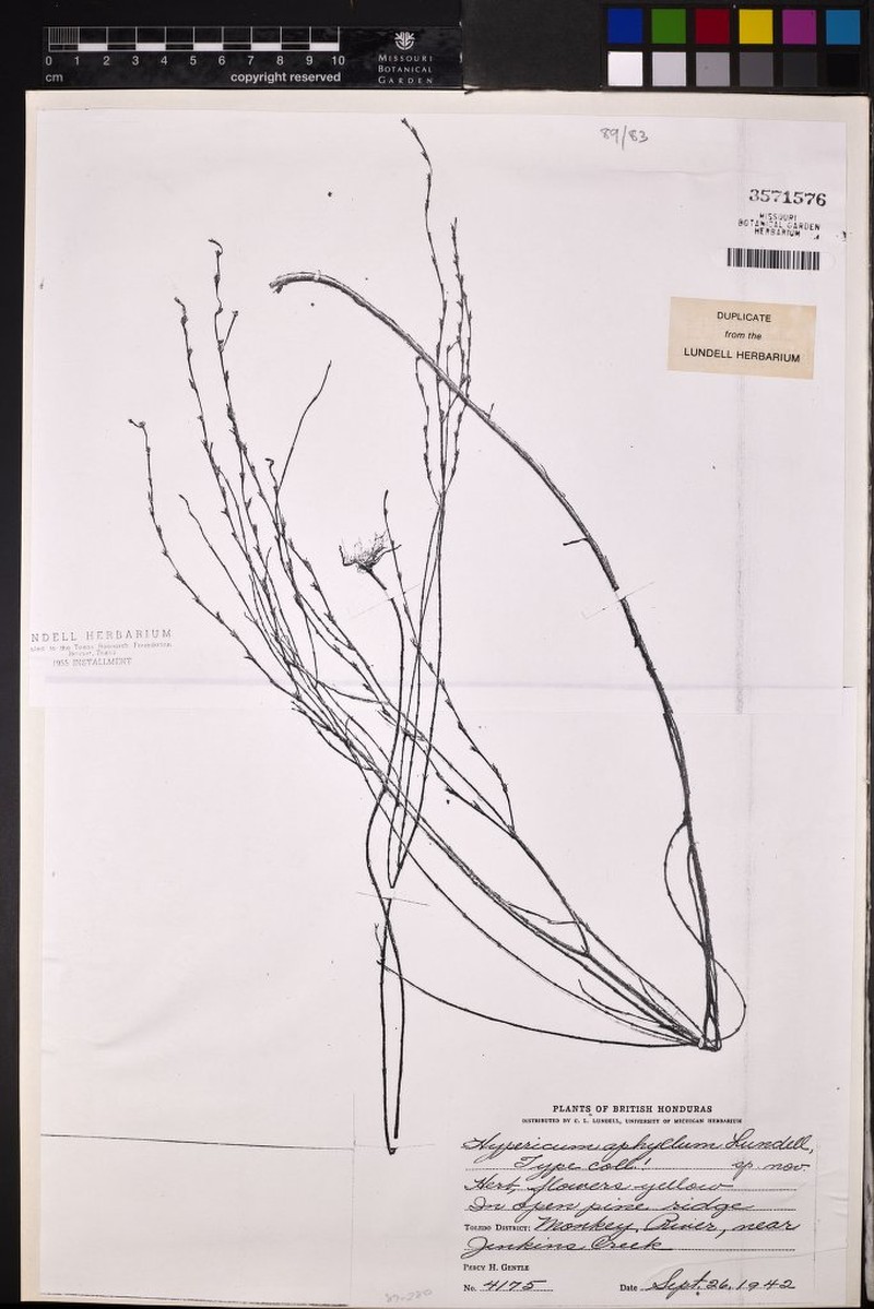 Hypericum aphyllum