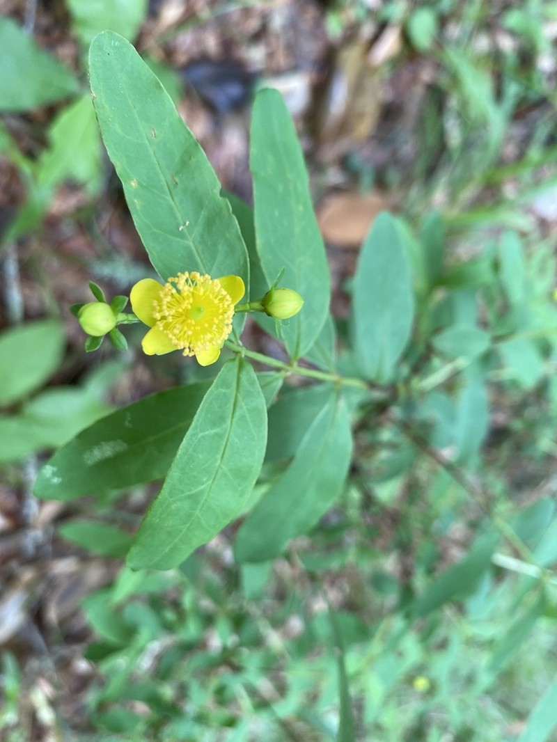 Hypericum apocynifolium